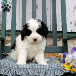 Calix, Mini Bernedoodle Puppy